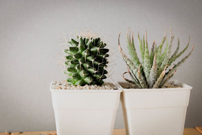 Potted plant against wall