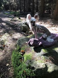 Dog on field in forest