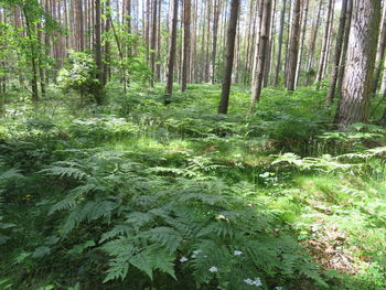 View of trees in forest