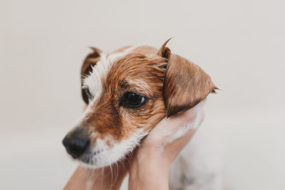 Cropped hands of person bathing dog