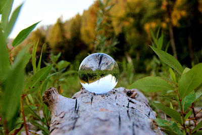 Close-up of snail on plant