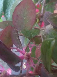 Close-up of pink flower