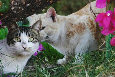 Close-up portrait of a cat on field