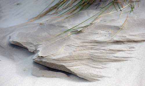 Close-up of dry leaves on sand