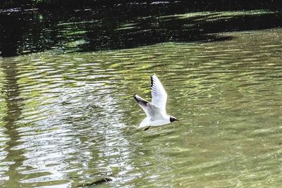 High angle view of seagull flying over lake