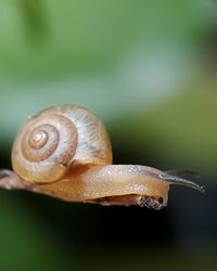 Close-up of snail