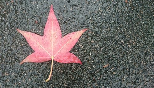 Close-up of maple leaves