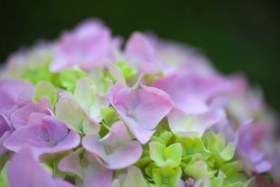 Close-up of pink flowers blooming outdoors