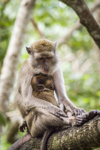 Monkey sitting on tree