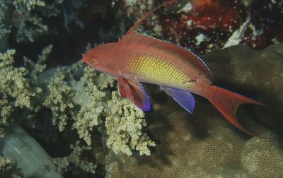 Close-up of fish underwater