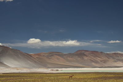 Alpacas or guanacos under the blue skies of piedras rojas, atacama desert, chile