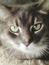 Close-up portrait of cat