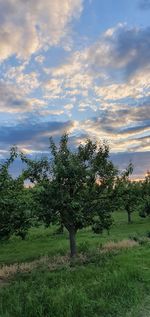 Trees on field against sky