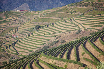 High angle view of rice paddy