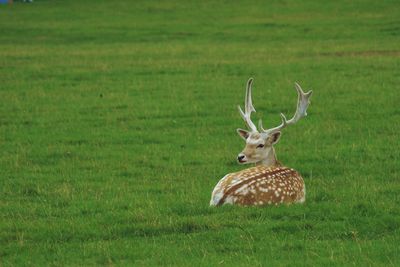 Deer resting on grassy field