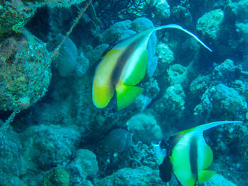 Fish swimming in sea