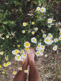 Low section of person standing by yellow flowering plants