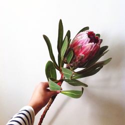 Hand holding protea flower against wall