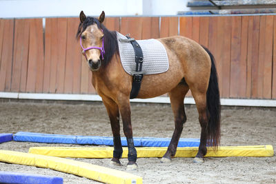 Horse standing in ranch