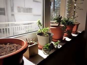 Potted plants near a window in a sunny day