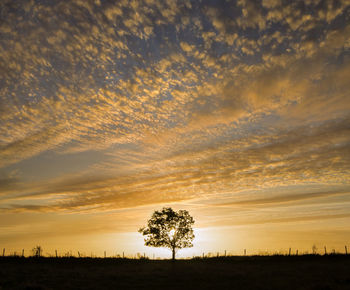 Silhouette trees on field against sky during sunset