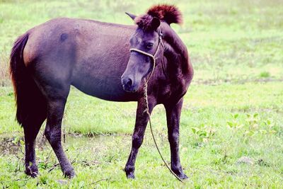 Horse on field