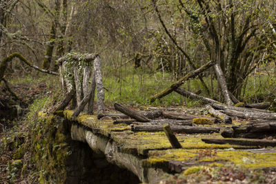 View of wooden posts in forest