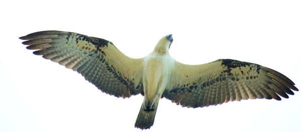 Low angle view of eagle flying against clear sky