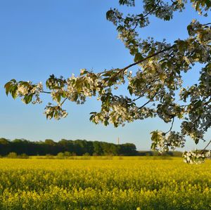 Scenic view of oilseed rape field against sky