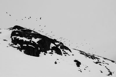 Low angle view of birds in flight