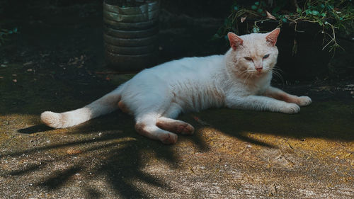 Portrait of a cat resting