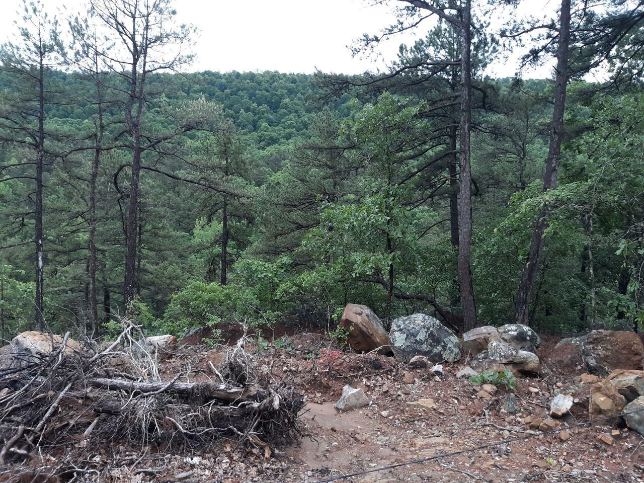 VIEW OF TREES IN FOREST