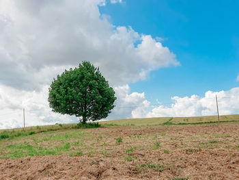 Trees on field against sky