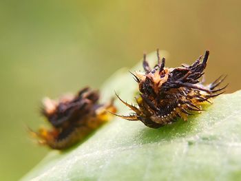 Close-up of spider on flower