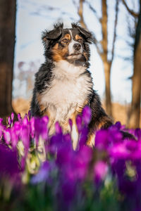 Close-up of a dog looking at flower