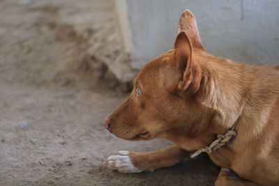 Close-up of dog looking away