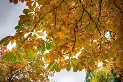 Low angle view of tree in autumn