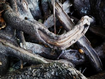 Close-up of tree trunk