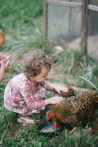 High angle view of girl feeding chicken