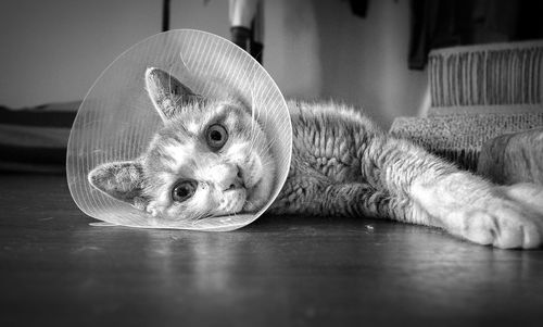 Close-up portrait of a cat