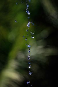 Close-up of water drop falling from plant