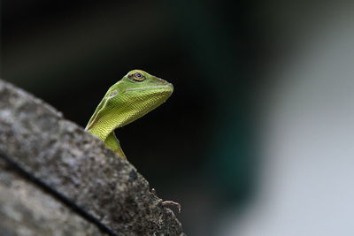 Close-up of lizard on rock