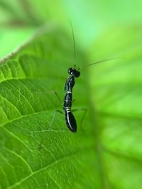 Close-up of insect on leaf