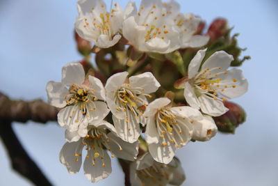 Close-up of white cherry blossom tree