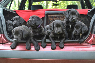 Black labrador puppies in car