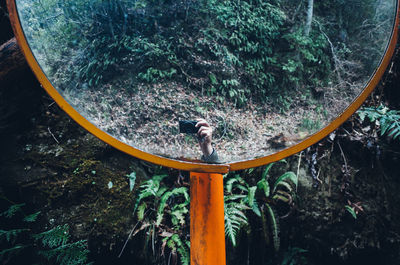 High angle view of woman looking at camera in forest