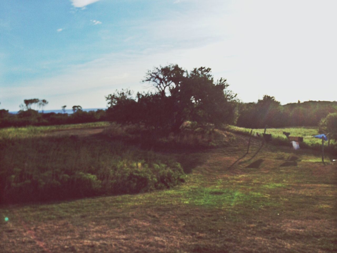 field, landscape, rural scene, grass, sky, tranquility, tree, tranquil scene, agriculture, dirt road, growth, farm, nature, the way forward, scenics, beauty in nature, transportation, grassy, plant, non-urban scene