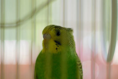 Close-up of parrot in cage