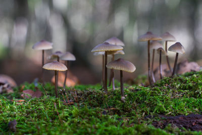 Close-up of mushrooms growing on field