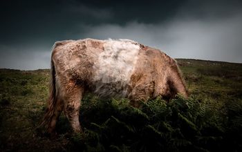 Cow grazing on grassy field against cloudy sky